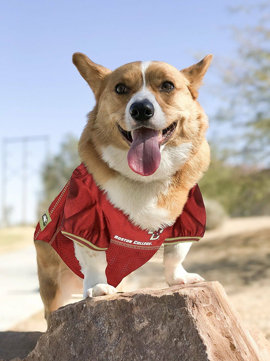 eagles dog jersey