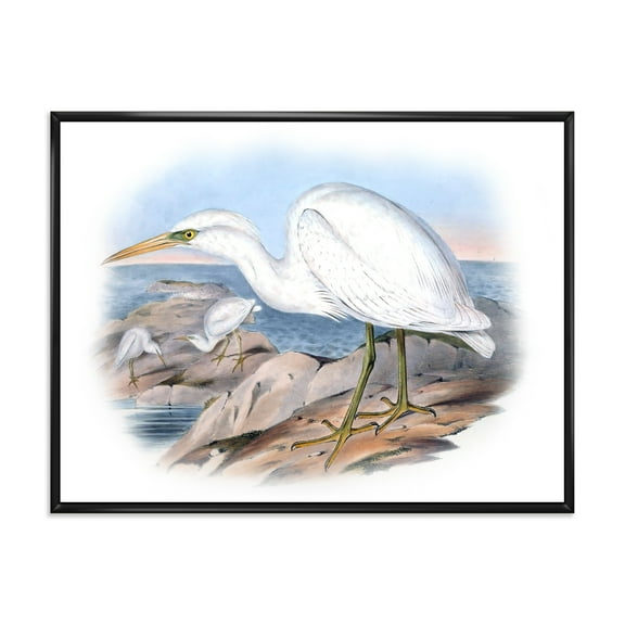 Designart 'Ancient Australian Birds XIII' Traditional Framed Canvas Wall Art Print