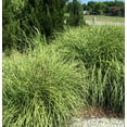 thumbnail image 2 of 1 Dwarf Zebra Grass, Ornamental Grass Miscanthus sinensis in 3.5 inch container, Great Starter plant!, 2 of 4