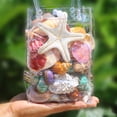 thumbnail image 7 of Dserhfy 1 Bag Natural Seashells Mixed Ocean Shells Starfish Conch Various Sizes Seashells Set for DIY Crafts Beach Theme Party Fish Tank Filling, 7 of 7