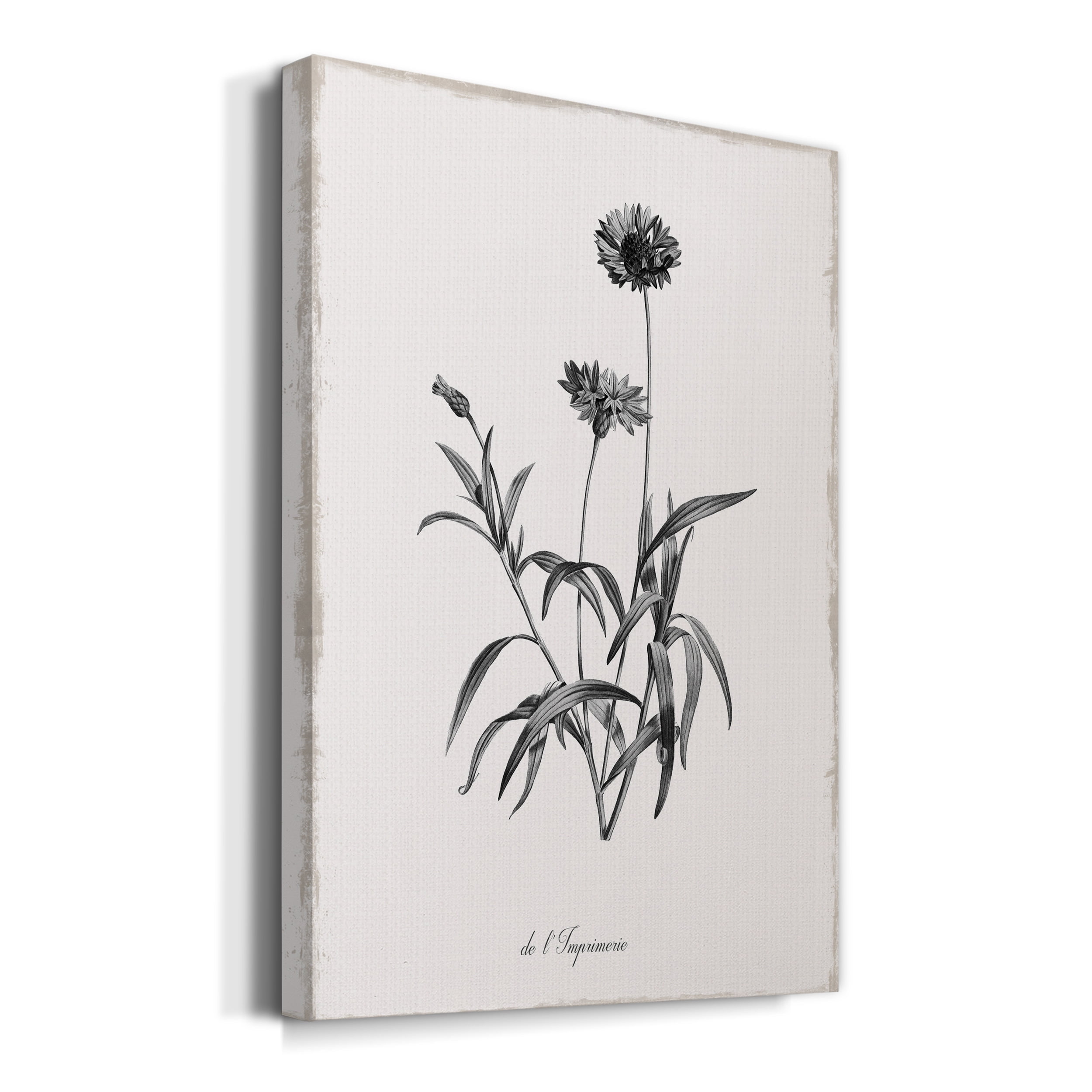 Simply Imperial Premium Gallery Wrapped Canvas - Ready to Hang - 24 x 36
