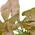 thumbnail image 2 of Syngonium 'Strawberry' Live Plant for Indoor | Different Houseplants in 4'' & 6'' Pot | Real House Plant for Living Room, Office, Desk & Bathroom | Goosefoot Plant | Nephthytis | Elephant Ear, 2 of 6