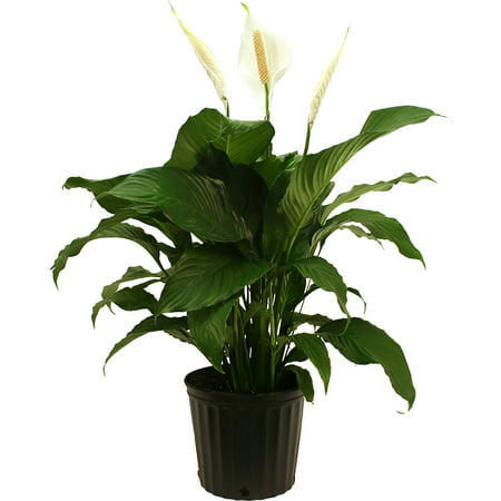 Delray Plants Spathiphyllum (Peace Lily) Sweet Pablo Easy To Grow Live House Plant, 10-inch Grower