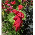 thumbnail image 2 of Scarlet Sage Seeds/ Perennial/ Full Sun/ 20K Seeds 1 oz/ Zellajake Farm and Garden - B134, 2 of 5