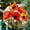 California Poppy Forest1592, variant on Ornament Window Hanging - Yellow Marigolds Flower Suncatcher for Door Garden Home Decor Elegant Sun Catchers Christmas Mother's Day Birthday Gifts for Women Men Mom Nana 2025,