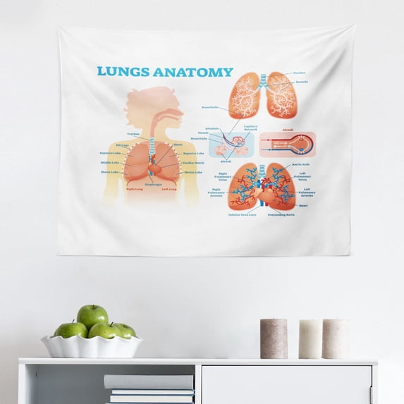 Anatomy Tapestry, Science Reflex Arc Spinal Cord Parts Illustraiton, Fabric Wall Hanging Decor for Bedroom Living Room Dorm, 2 Sizes, Sea Blue Pale Peach, by Ambesonne