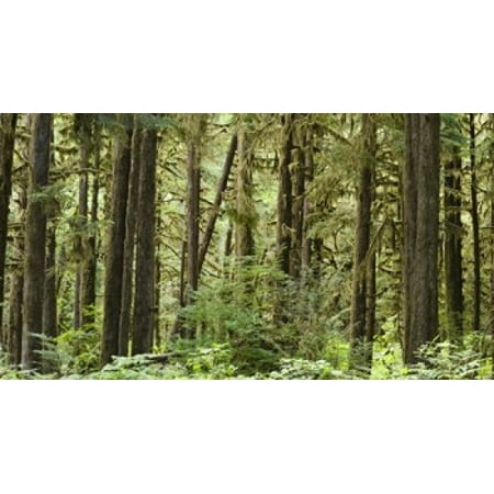 Trees in a forest Quinault Rainforest Olympic National Park Washington State USA Poster
