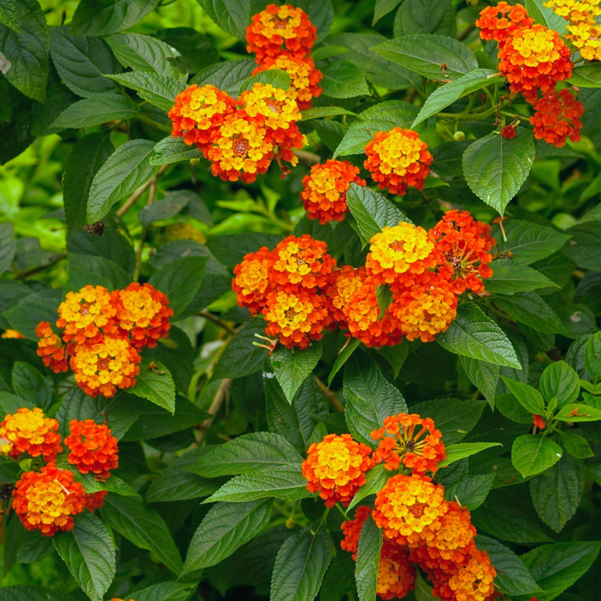 3 Radiation Lantana Bushes, Live Plants (Lantana Camara 'Radiation') – Vibrant Orange-Red Blooms, Thriving in 2.5" Nursery Cubes