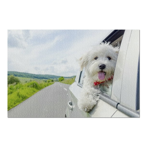 Bichon Frise Dog Looking out Car Window 9011300 (20x30 ...