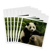 3dRose, Giant panda bears, Wolong China Conservation, CHINA-AS07 POX0375 - Pete Oxford, 6 Greeting Cards with envelopes