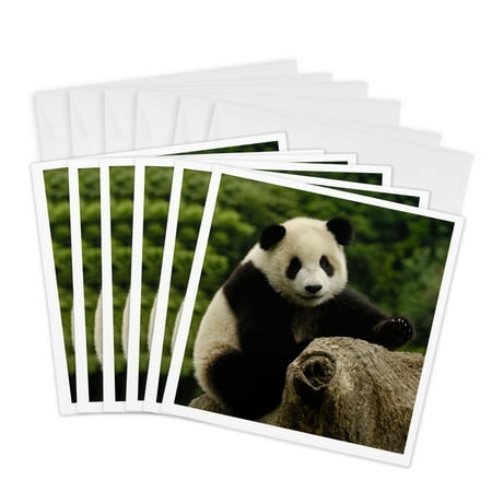 3dRose, Giant panda bears, Wolong China Conservation, CHINA-AS07 POX0375 - Pete Oxford, 6 Greeting Cards with envelopes