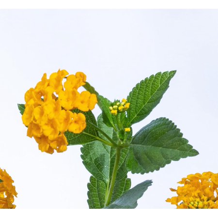 3 Lantana, Confetti, Irene, New Gold, Trailing White, Purple Trailing, Live Plants