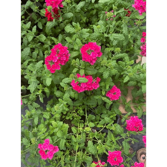 3 Endurascape Hot Pink Verbena Plant ---Deer Resistant!! Attracts butterflies, hummingbirds!!!