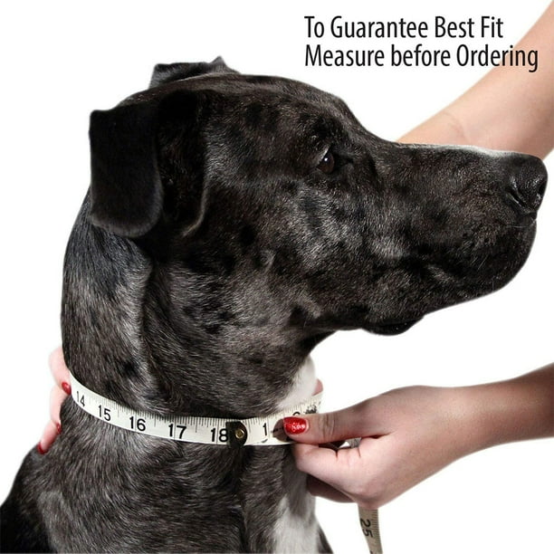 Best collar for small dogs sale