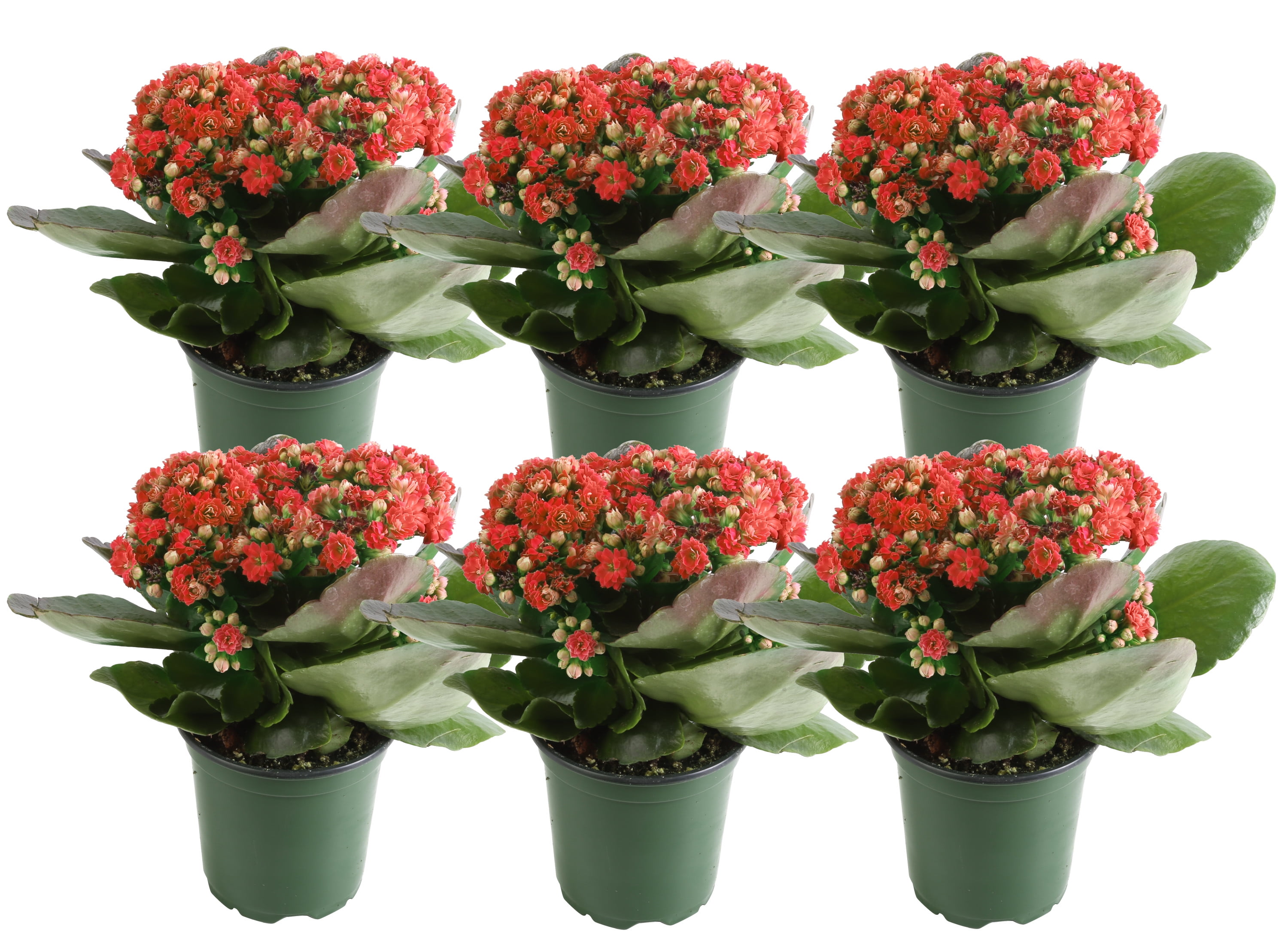 high light plant Blooming Kalanchoe plant 4.5 pot great summer plant