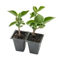 thumbnail image 2 of 2 Diamond Hibiscus Live Plants in 2.5-inch Nursery Cubes | Hibiscus rosa-sinensis 'Diamond Head' | Tropical Drought-Tolerant Evergreen, Pink Double Blooms, 2 of 8