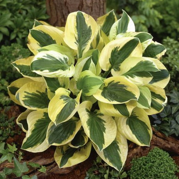 Brim Cup Hosta Dormant Bare Root Shade Perennial Plants, 3-Pack