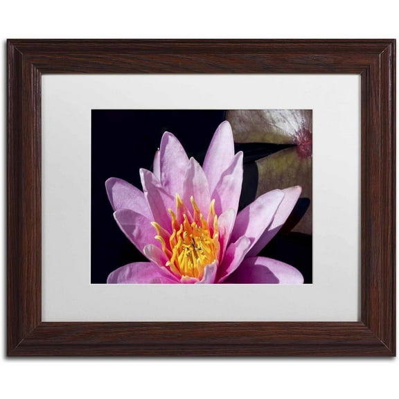 Trademark Fine Art "Pink Water Lily" Canvas Art by Kurt Shaffer, White Matte, Wood Frame