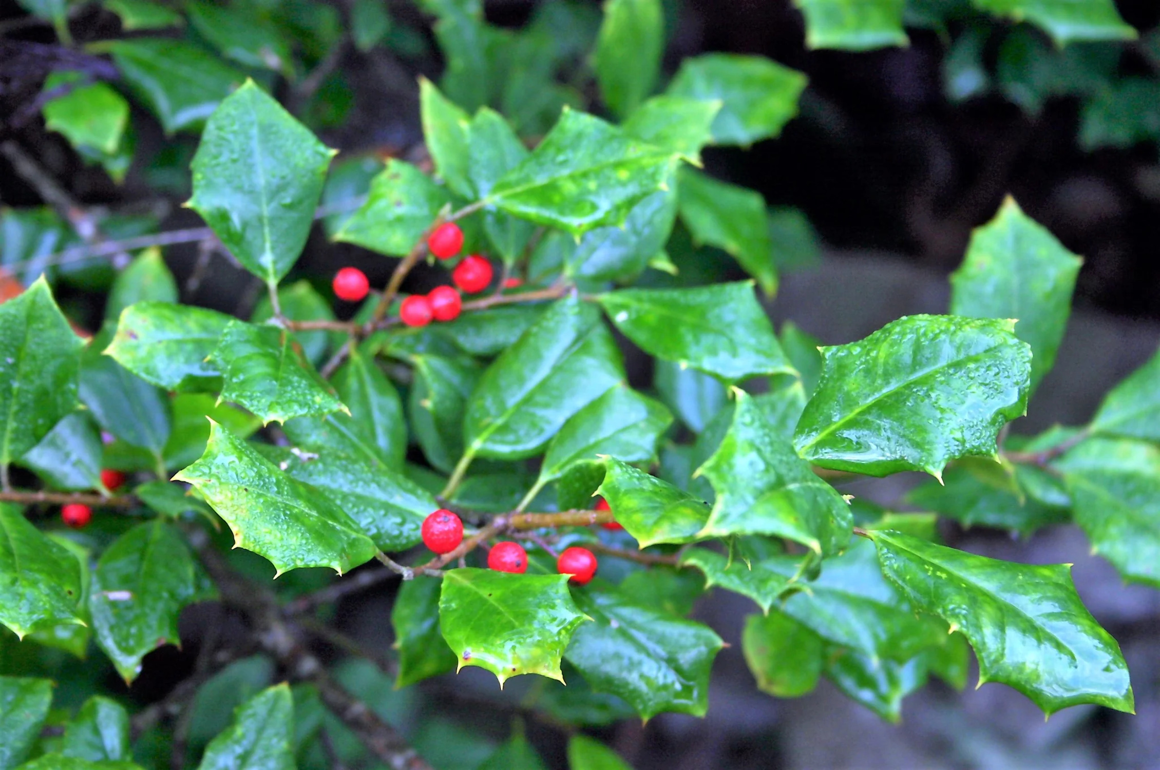 40 AMERICAN HOLLY Ilex Opaca Tree Shrub Evergreen Red Berry Seeds - aka White Holly, Prickly Holly, Christmas Holly, Yule Holly - image 2 of 11
