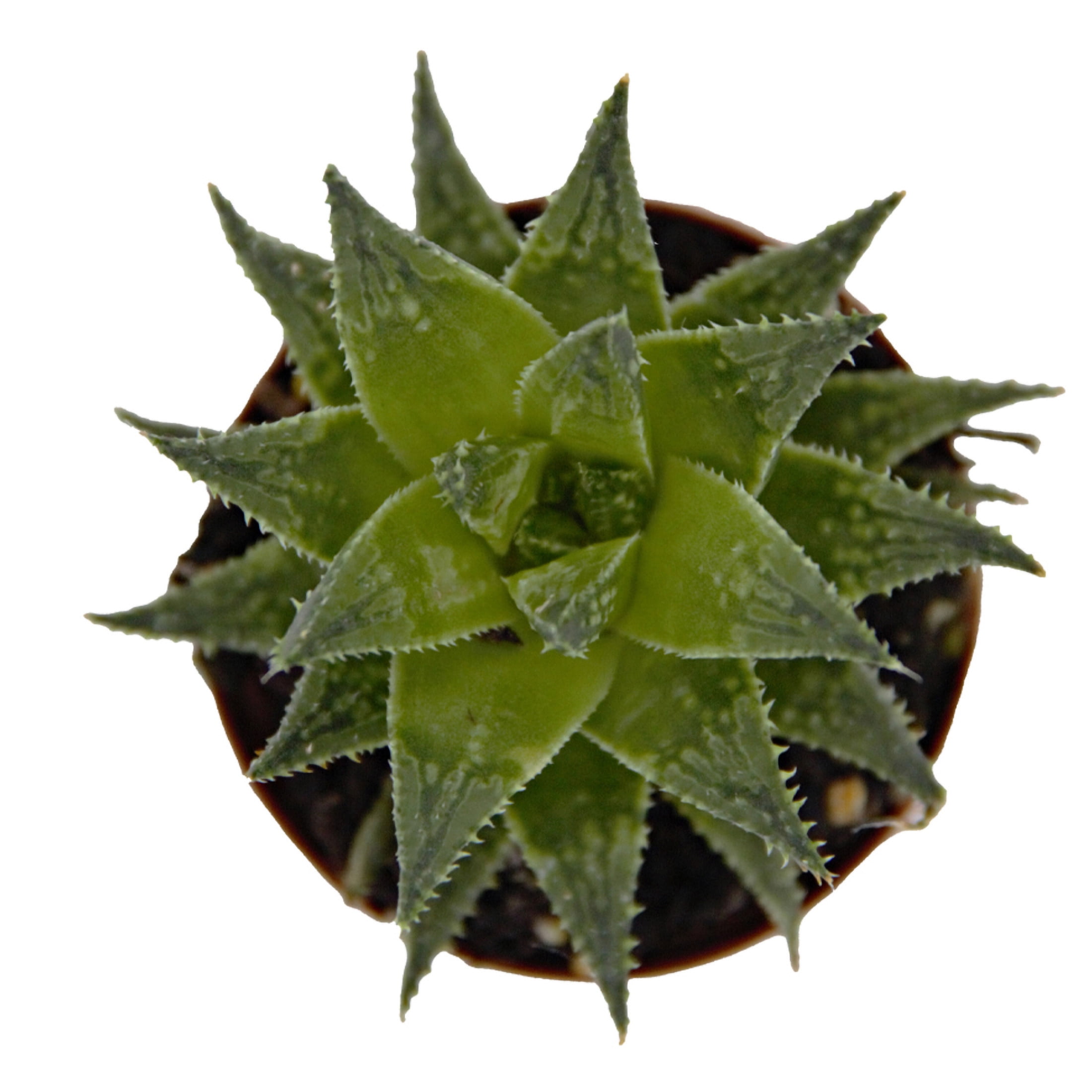 ReptiCulture Assorted Haworthia Desert 3" Pot 3 pk
