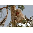 thumbnail image 2 of Goff, Ellen 14x11 Black Ornate Wood Framed with Double Matting Museum Art Print Titled - Japan-Nagano An adult Japanese snow monkey sits in a cedar tree, 2 of 4