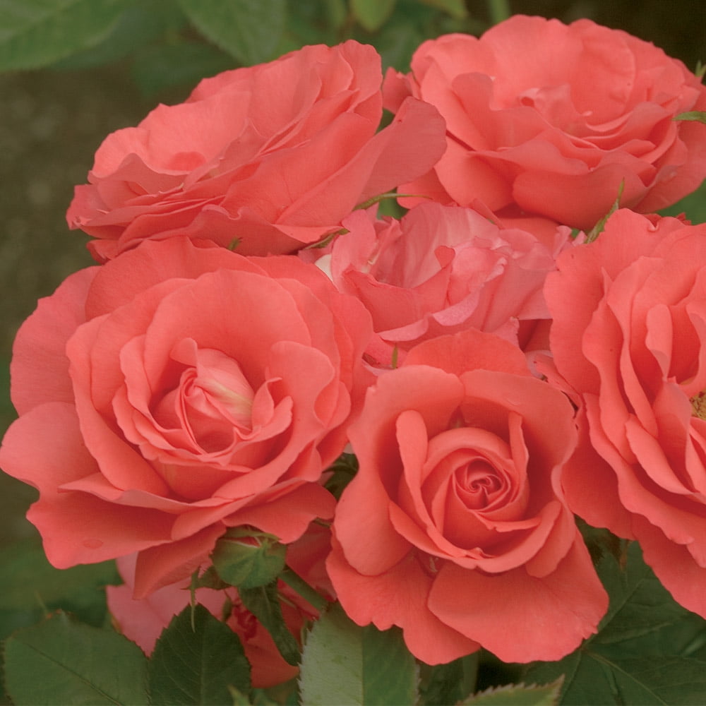 Marmalade Skies™ Rose by Heirloom Roses - Floribunda Rose Plant Ready ...