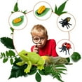 thumbnail image 4 of Stages Of , Insects Life Cycle Kit Teaching Learning  for Preschool, 4 of 7