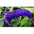 thumbnail image 1 of 50 Graines de Fleurs Parfumées Pourpre Foncé Papillon Buddleia Davidii Colibri Arbuste, 1 of 8
