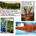 thumbnail image 2 of 2 Flame Willow Tree Cuttings - Vibrant Orange and Red Bark - Unique Trees to Grow, 2 of 2