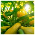 thumbnail image 3 of Everwilde Farms - 1 oz Early Summer Crookneck Summer Squash Seeds - Gold Vault Bulk Seed Packet, 3 of 3