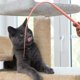thumbnail image 4 of Teaser para gatos, varita de juguete para gatos con forma de cola de ratón de silicona, juguetes interactivos para gatos de interior, lindos juguetes para gatos de 77cm para relajarse, 4 of 5