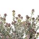 thumbnail image 2 of Spray Artificial de Hiedra con Bayas Rojas Escarchadas Vickerman 20.5 cm, 2 of 3