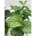 thumbnail image 5 of Premium Indoor Foliage Assortment, 5 Different Leafy House Plants in 4 inch pots, 5 of 9