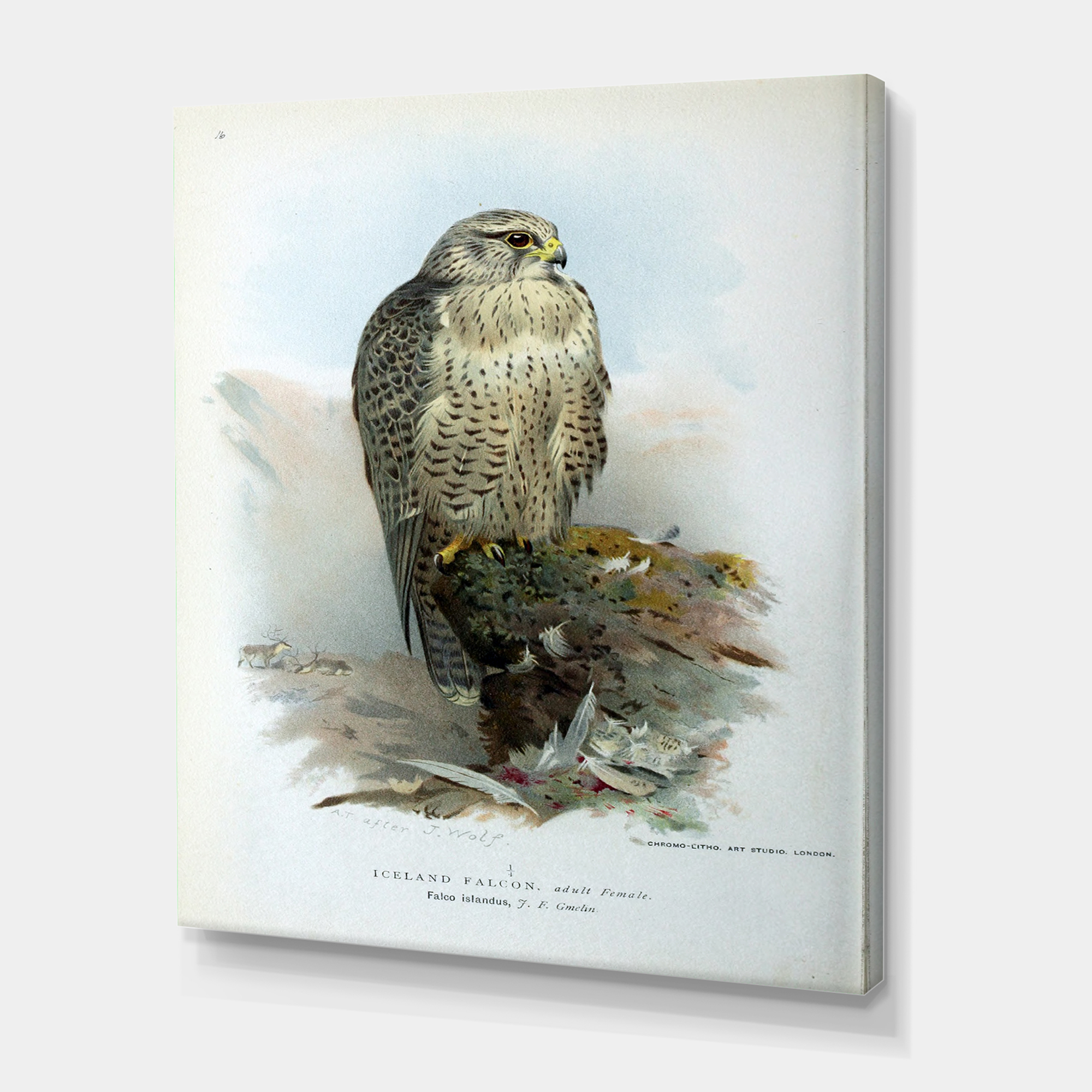 Designart ' Ancient Bird Life V ' Traditional Canvas Wall Art Print