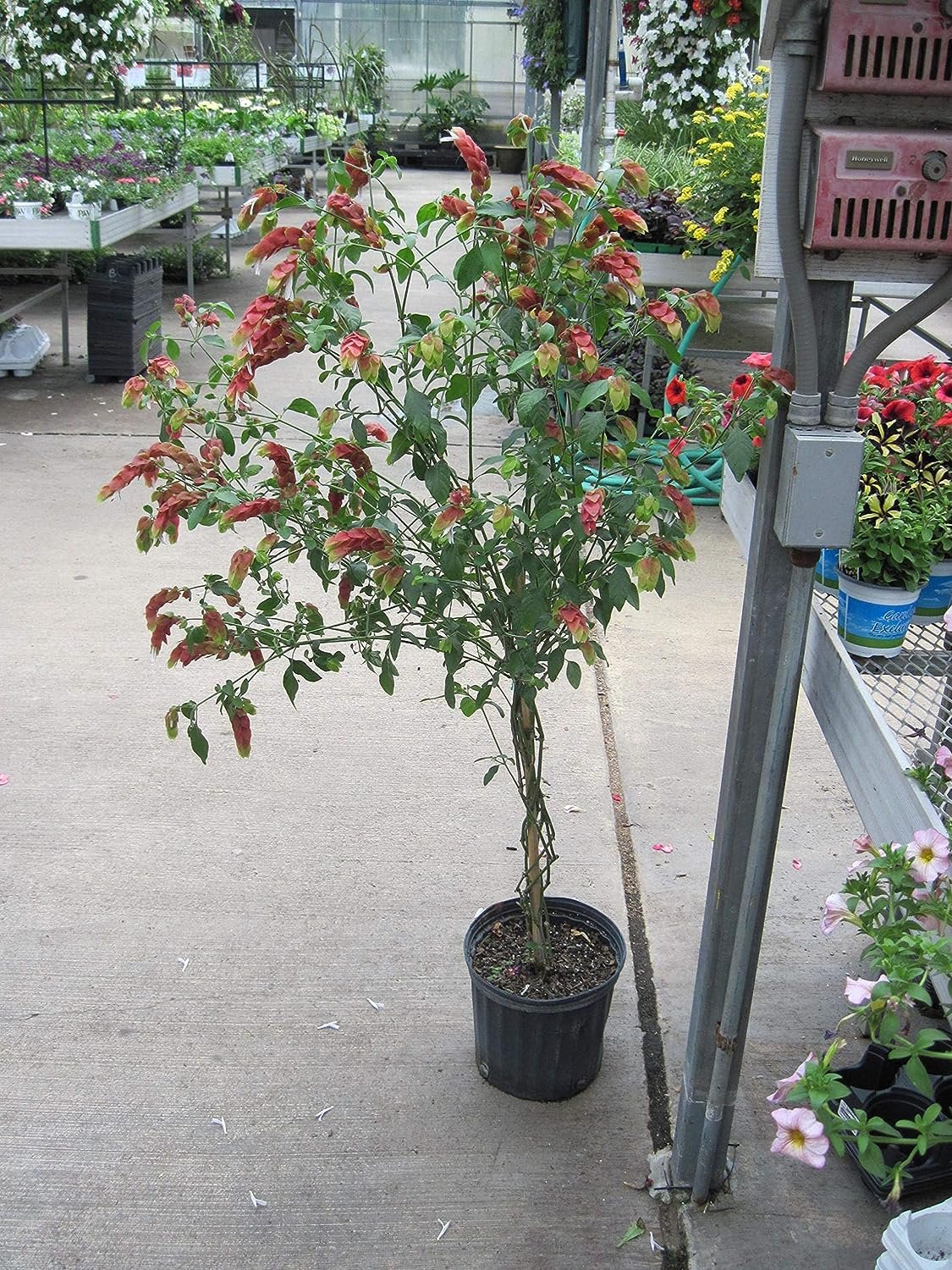 Shrimp Tree - Live Plant in a 10 Inch Growers Pot - Justicia Brandegeeana - Rare and Exotic Ornamental Flowering Tree - image 2 of 5