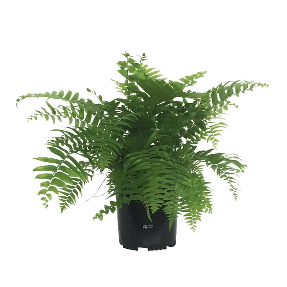 Nature's Way Farms Fern Macho Live Plant (18-24 in. Tall) in Grower Pot