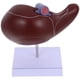 thumbnail image 4 of Modelo anatómico de hígado Modelo de hígado para enseñanza médica Modelo de exhibición con base, 4 of 6