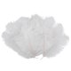 thumbnail image 1 of 10 Pieces White Natural Ostrich Feather 20-25cm Wedding DIY, 1 of 5
