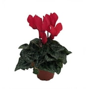 Red Persian Violet - Cyclamen - House Plant - 2.5" Pot