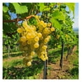 Golden Grape Vine Live Plant to Grow 12 Year Old, Sweet Grape Plant
