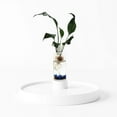 thumbnail image 6 of Modern Hydroponic Peace Lily in Glass Cylinder Vase, NASA-Approved Air Purifying Indoor Plant, Live Houseplant, 6 of 8