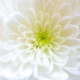 thumbnail image 3 of Better Homes & Gardens 12in White Mum Live Plants Sun, 3 of 4