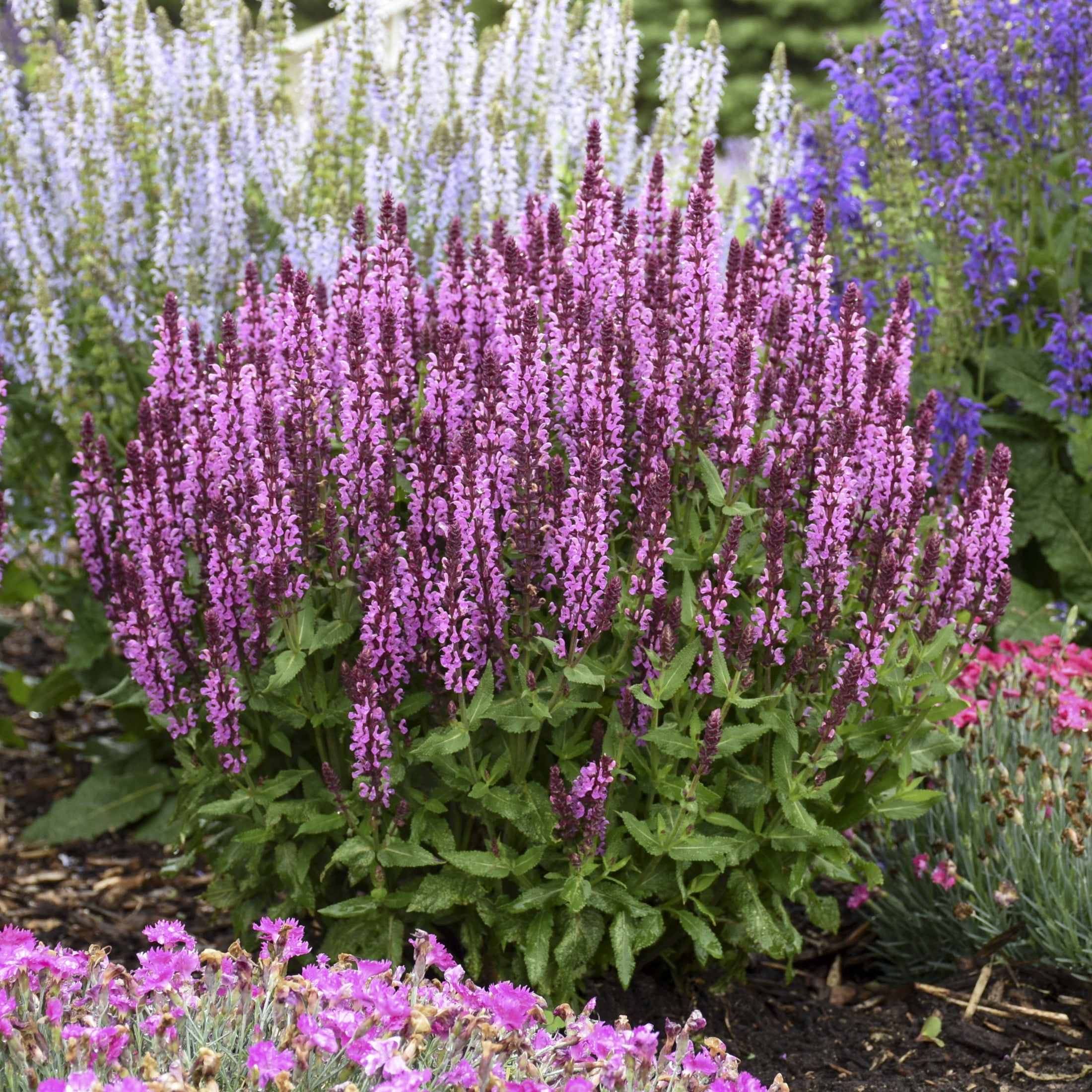 Proven Winners 6" 'Pink Profusion' Perennial Salvia Live Plant in 7.5" Pot