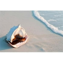 Conch Shell at Sunset St Martin Caribbean Poster Print by Michael Defreitas - 26 x 18 in.