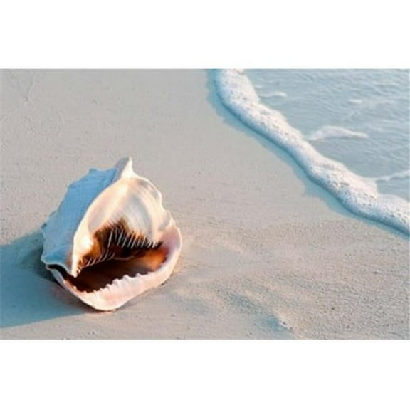 Conch Shell at Sunset St Martin Caribbean Poster Print by Michael Defreitas - 26 x 18 in.