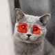 thumbnail image 1 of Gafas para mascotas de 1 pieza, para mascotas, para tomar fotos de mascotas, accesorios para mascotas, suministros para gatos, gafas para gatos ShuxiuWang 8390612961830, 1 of 1