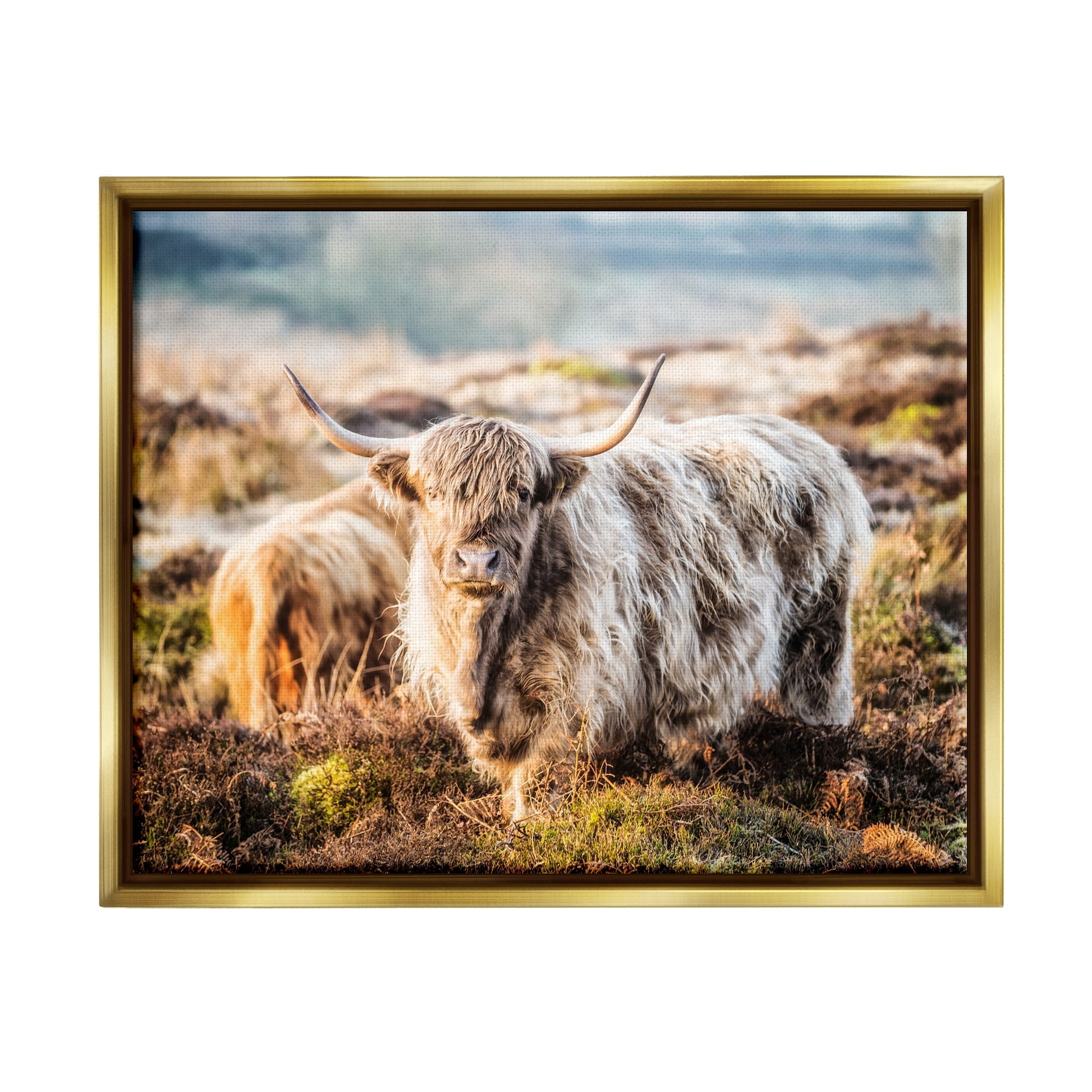 Stupell Industries Pleasant Highland Cattle Grazing Mossy Pasture At Dawn Photograph Metallic Gold Floating Framed Canvas Print Wall Art, Design by James Dobson