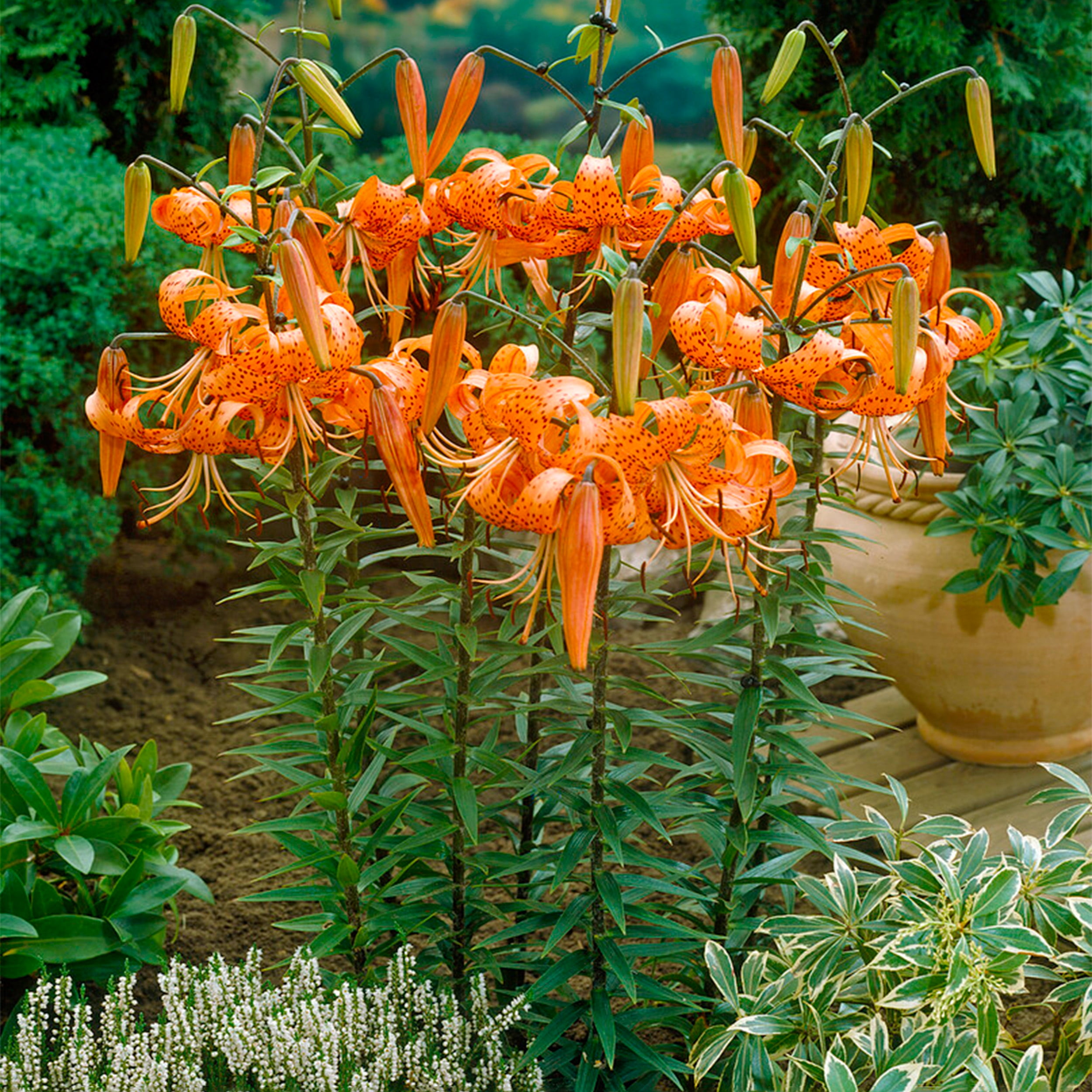 Garden State Bulb Splendens Tiger Lily Flower Bulbs, 14/16cm, Spring  Planting (Bag of 30)