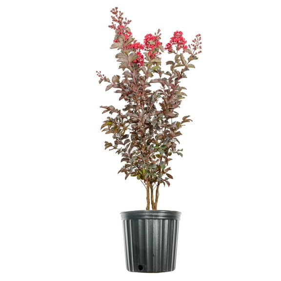 3 Gal. Black Diamond Best Red Crape Myrtle  - Unique Foliage, Bright Red Blooms