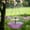 Purple, variant on Solar Hummingbird Feeder & Bird Bath Fountain Combo, Outdoor Garden Feeder with Bowl for Birds Bathing & Feeding Station for Backyard Balcony Patio